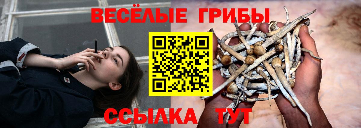 Галлюциногенные грибы Psilocybe Алейск