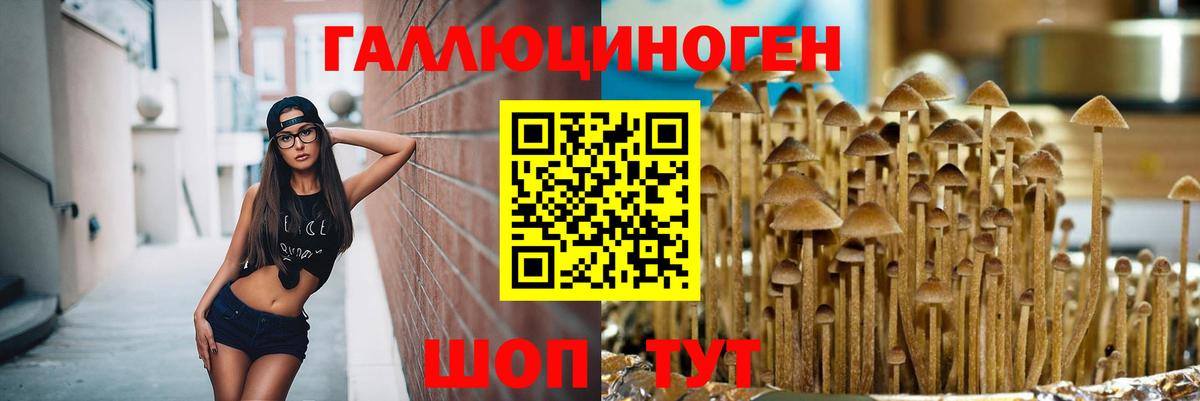 купить наркоту  Вход с VPN  Псилоцибиновые грибы Cubensis  Алейск  Псилоцибиновые грибы Cubensis 